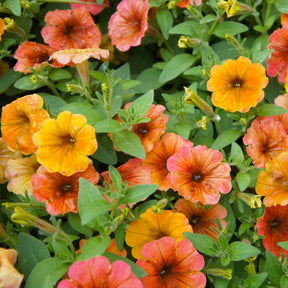 Petunia 'Indian Summer' (x3)