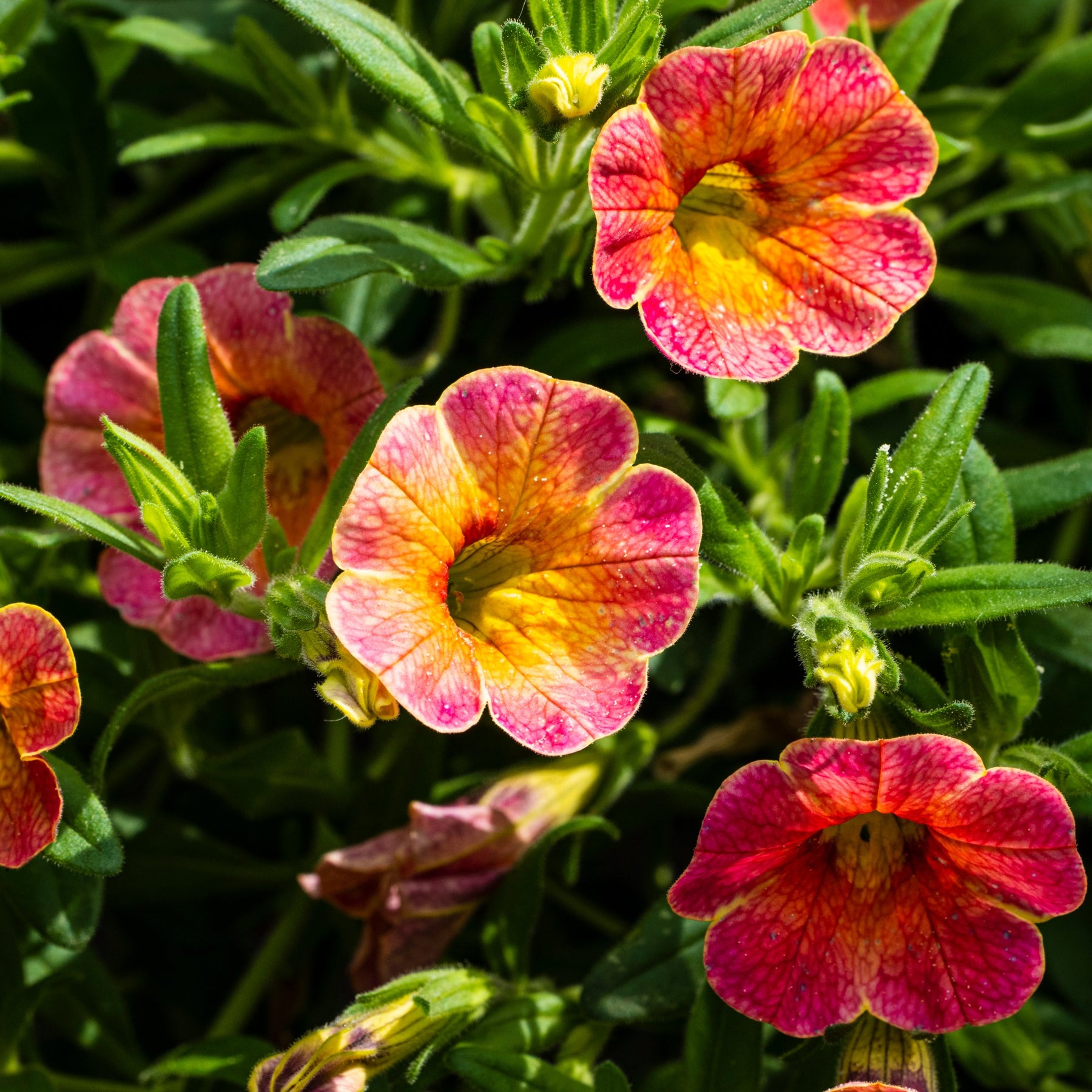 Petunia 'Indian Summer' (x3)