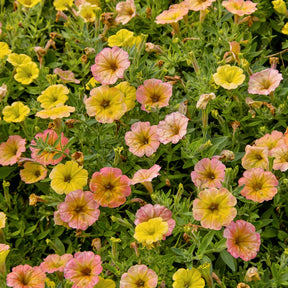 Petunia 'Indian Summer' (x3)