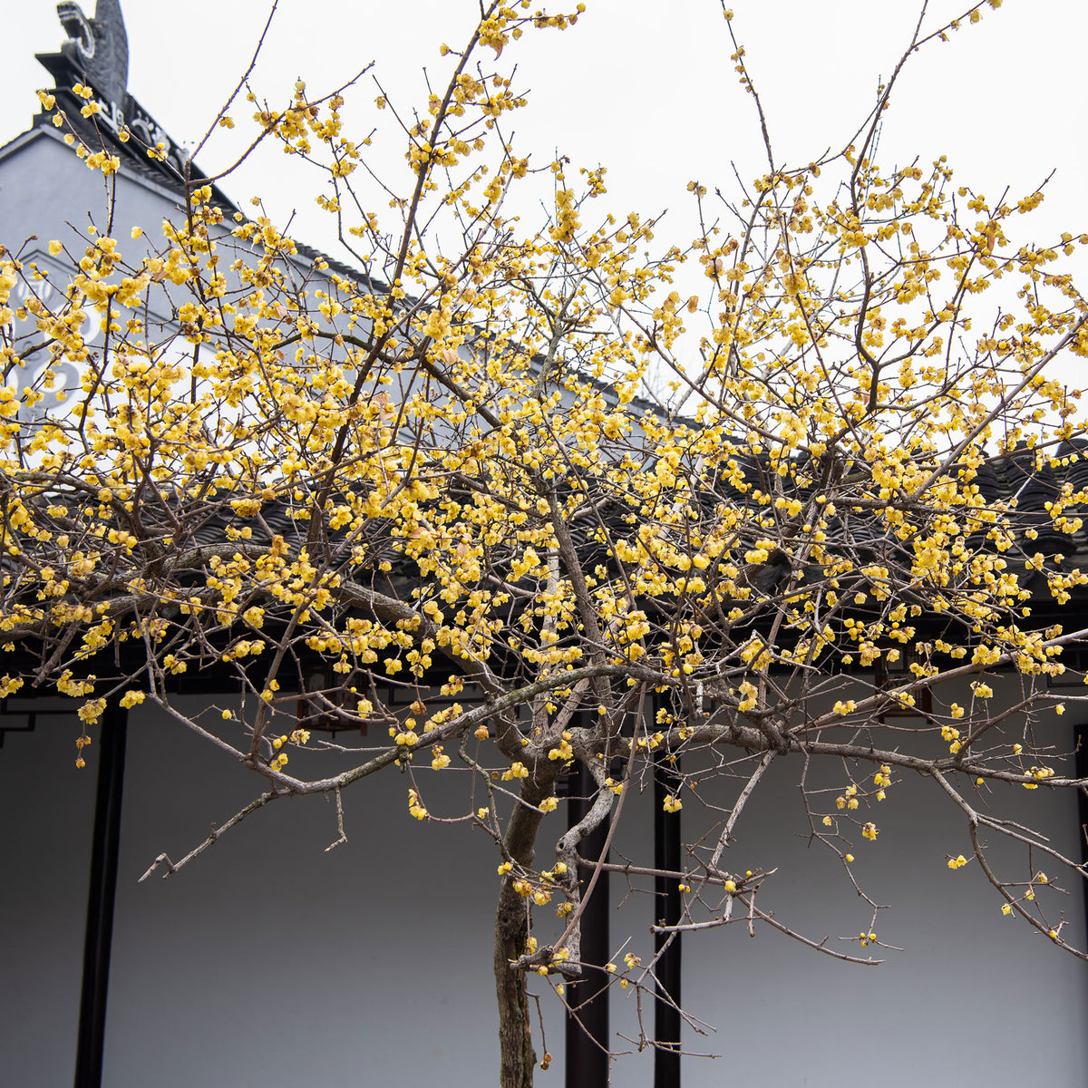 Meloenboompje - Chimonanthus praecox - Willemse