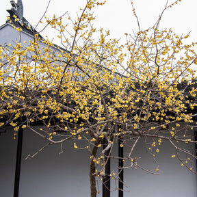 Meloenboompje - Chimonanthus praecox - Willemse