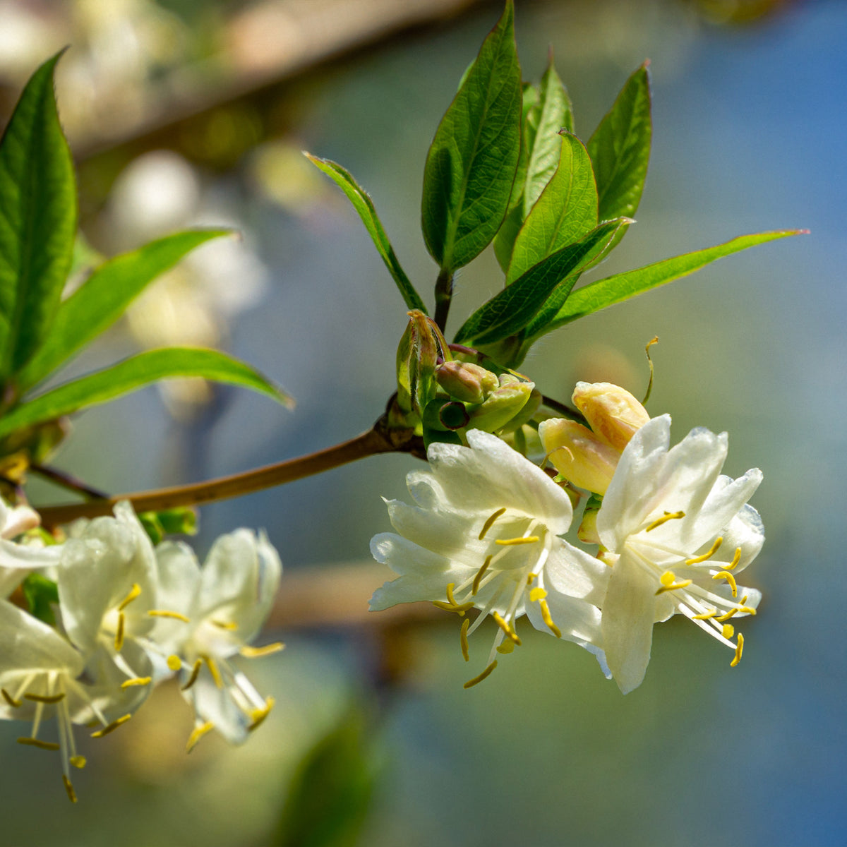 Winterkamperfoelie - Willemse