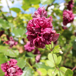 Bosrank dubbelbloemig - paars - Clematis viticella Purpurea Plena Elegans - Willemse