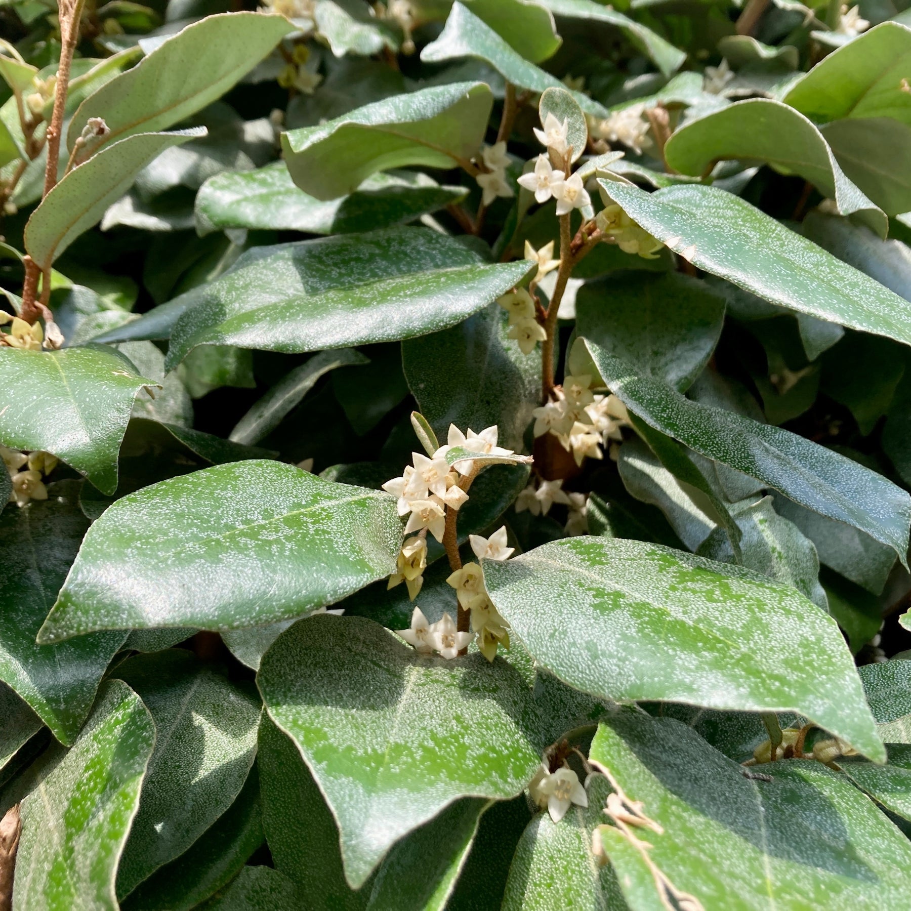 Olijfwilg - Eleagnus ebbingei - Willemse