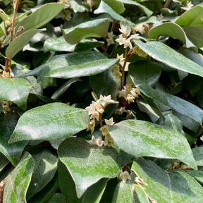 Olijfwilg - Eleagnus ebbingei - Willemse