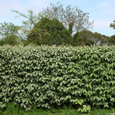 Olijfwilg - Eleagnus ebbingei - Hagen