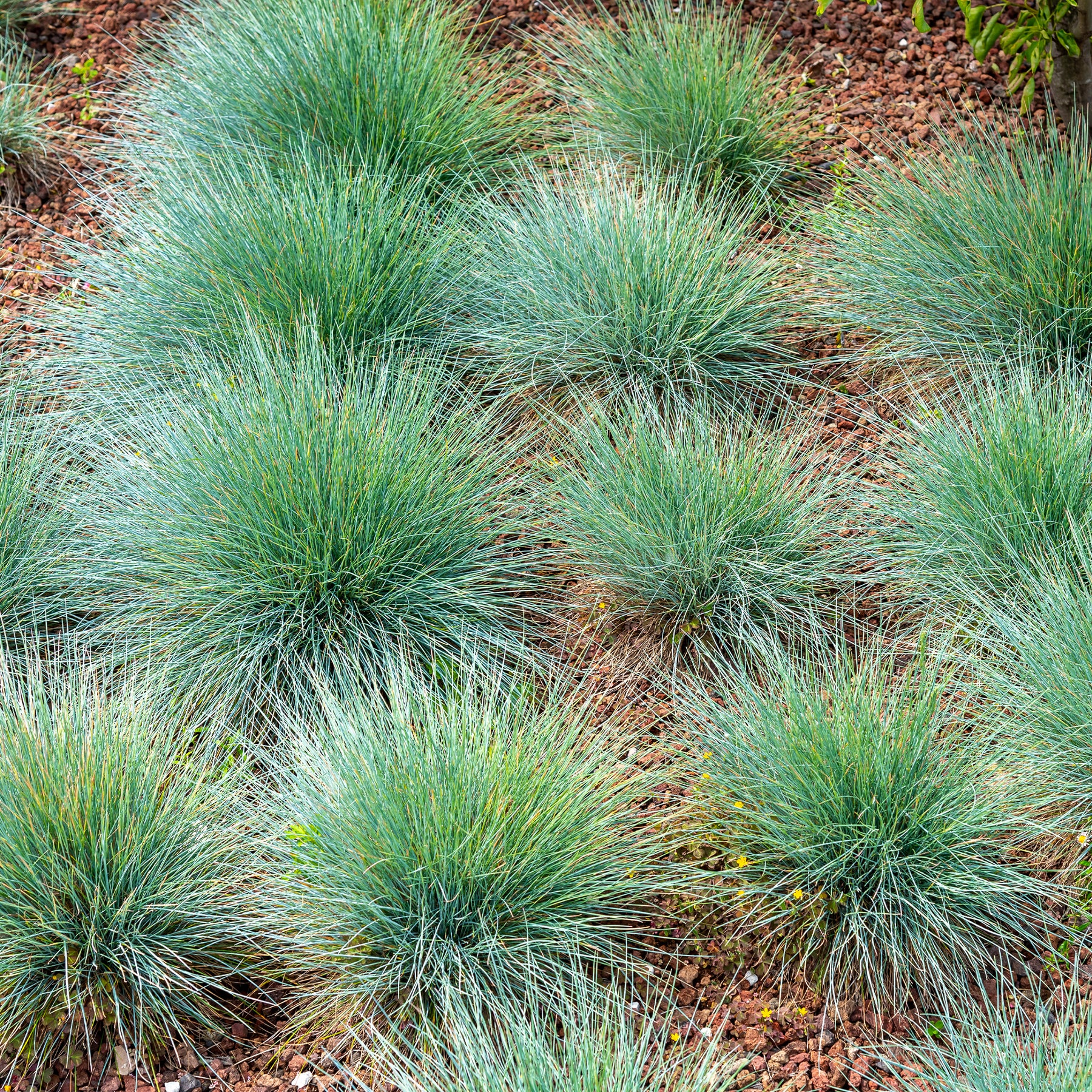 Blauw schapengras - Willemse