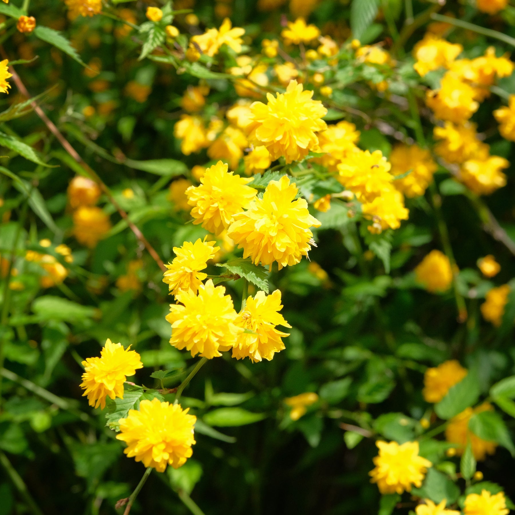 Ranonkelstruik - Willemse