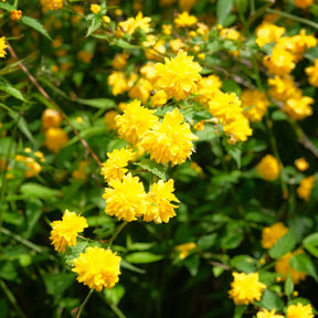 Ranonkelstruik - Willemse