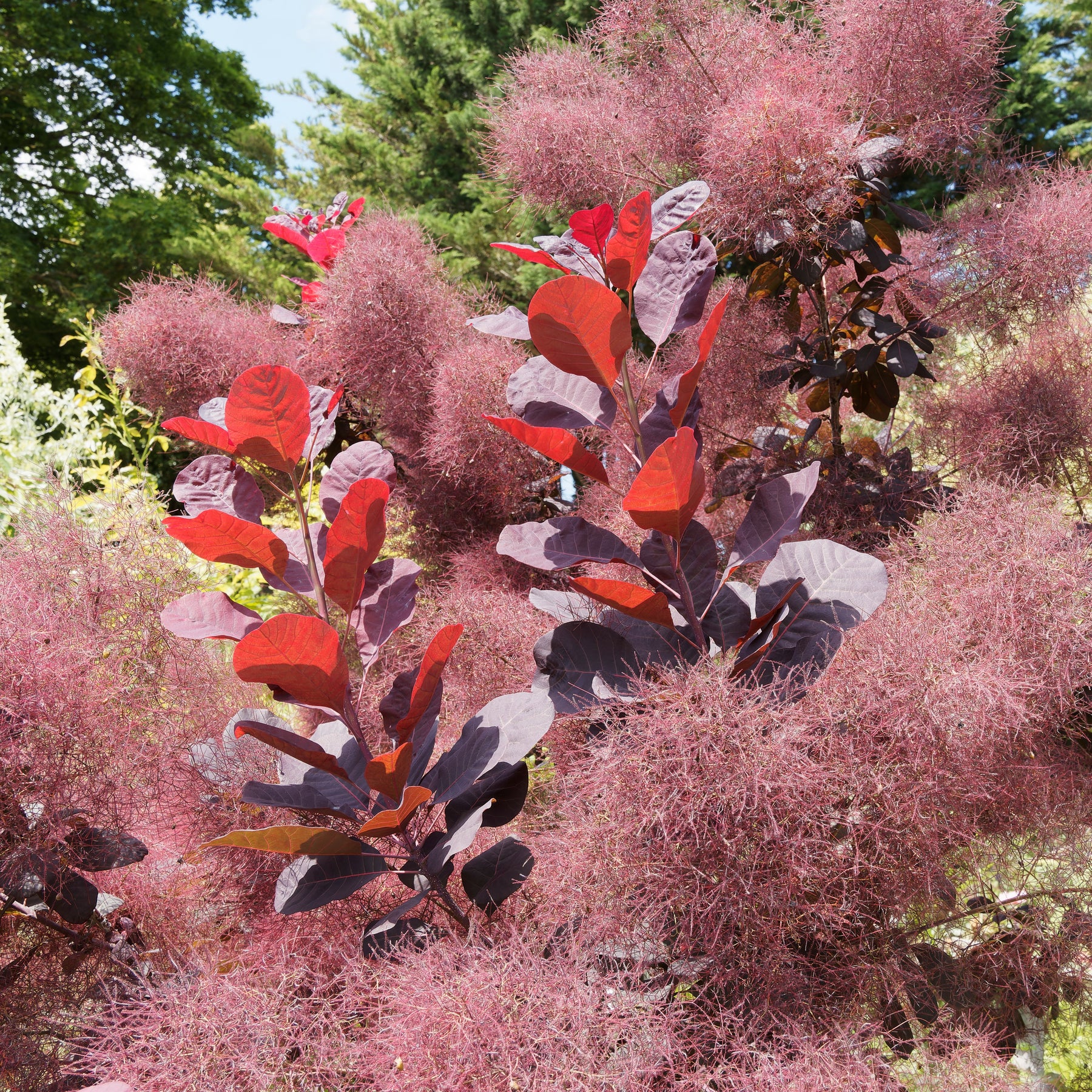 Pruikenboom 'Royal Purple' 2L pot - Willemse