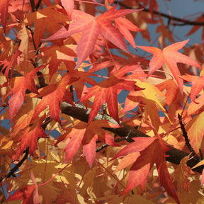 Verkoop Amberboom Woodland Honeysuckle Serotina - Liquidambar styraciflua
