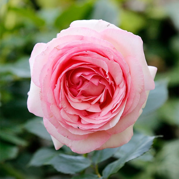 Engelse roos 'Her's Ausgreen'® - Rosa her's ausgreen ® (ausblush) - Willemse