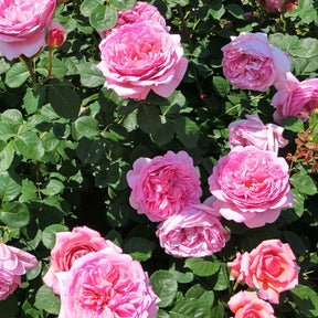 Engelse roos 'Her's Ausgreen'® - Willemse