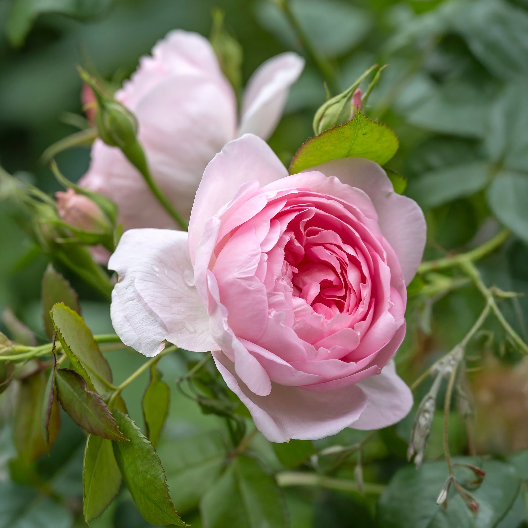 Rozen - Engelse roos 'Her's Ausgreen'® - Rosa her's ausgreen ® (ausblush)