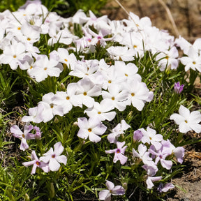 Vlambloem 'Alba' (x3) - Phlox subulata alba - Willemse