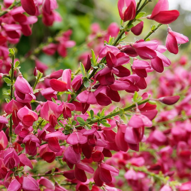 Cytisus praecox Boskoop Ruby - Brem 'Boskoop Ruby' 9 cm - Heesters