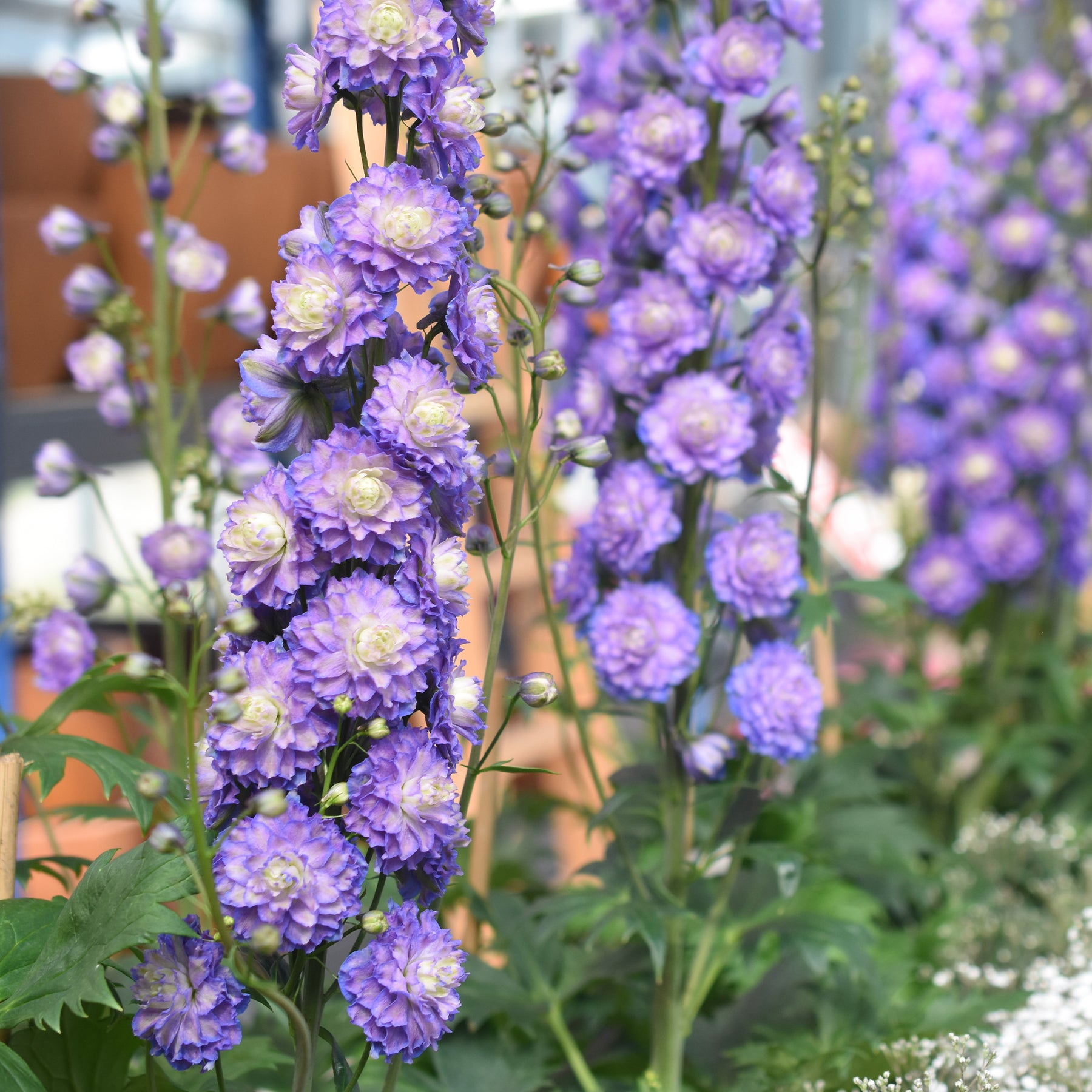 Delphinium Highlander® Bolero - Ridderspoor 'Bolero' - Delphinium