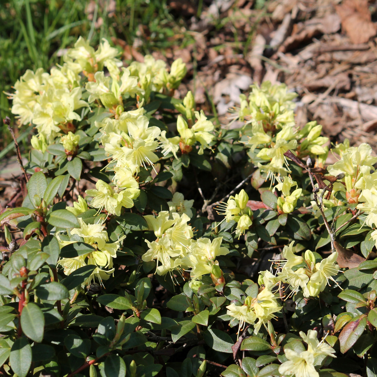 Rhododendron 'Prinses Anne'