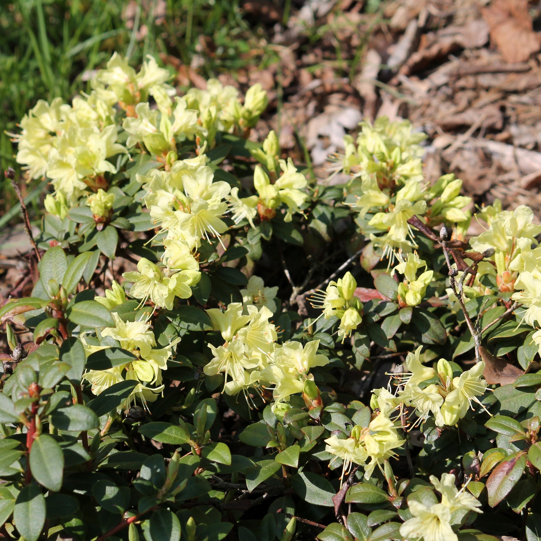 Rhododendron 'Prinses Anne'