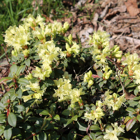 Rhododendron 'Prinses Anne'