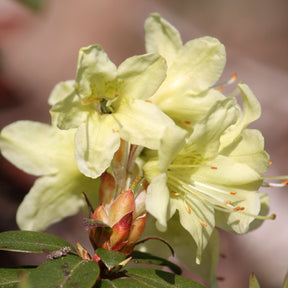 Rhododendron 'Prinses Anne'