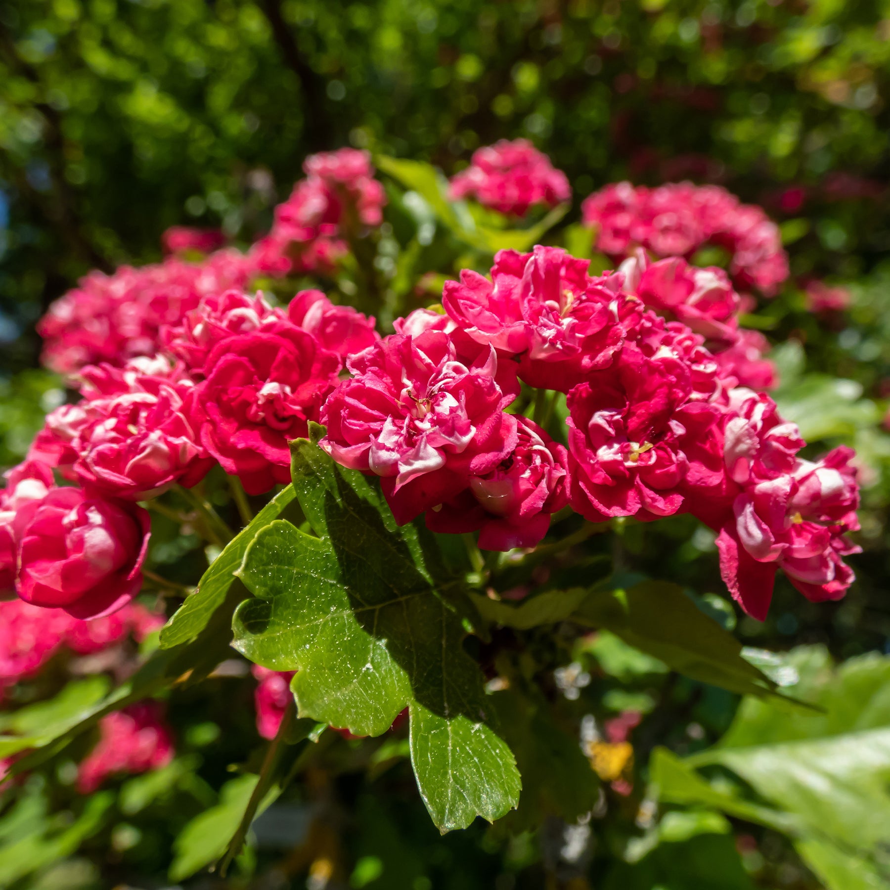 Balkon- en terrasplanten - Meidoorn - Crataegus laevigata paul's scarlet