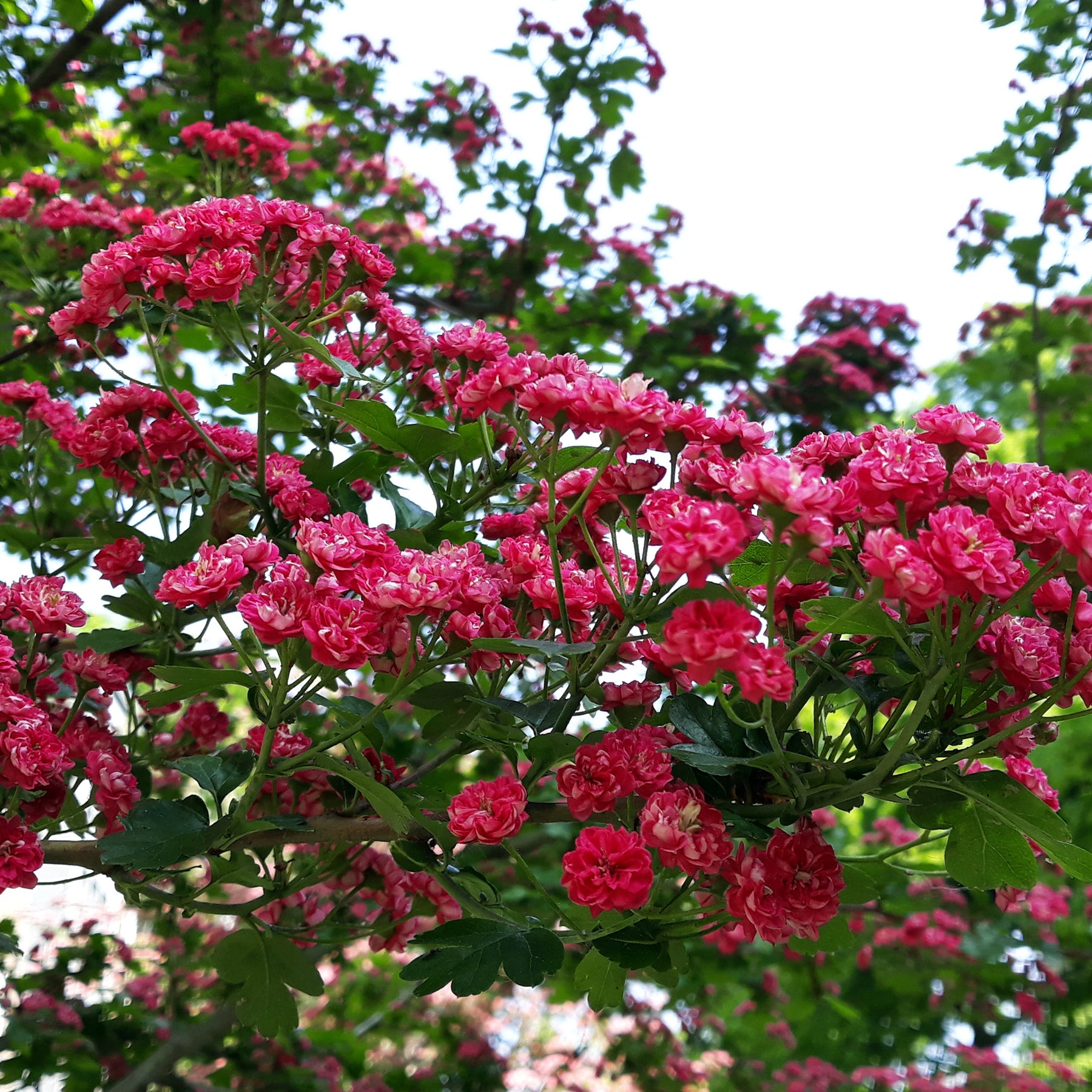 Crataegus laevigata paul's scarlet - Meidoorn - Balkon- en terrasplanten