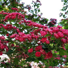 Crataegus laevigata paul's scarlet - Meidoorn - Balkon- en terrasplanten