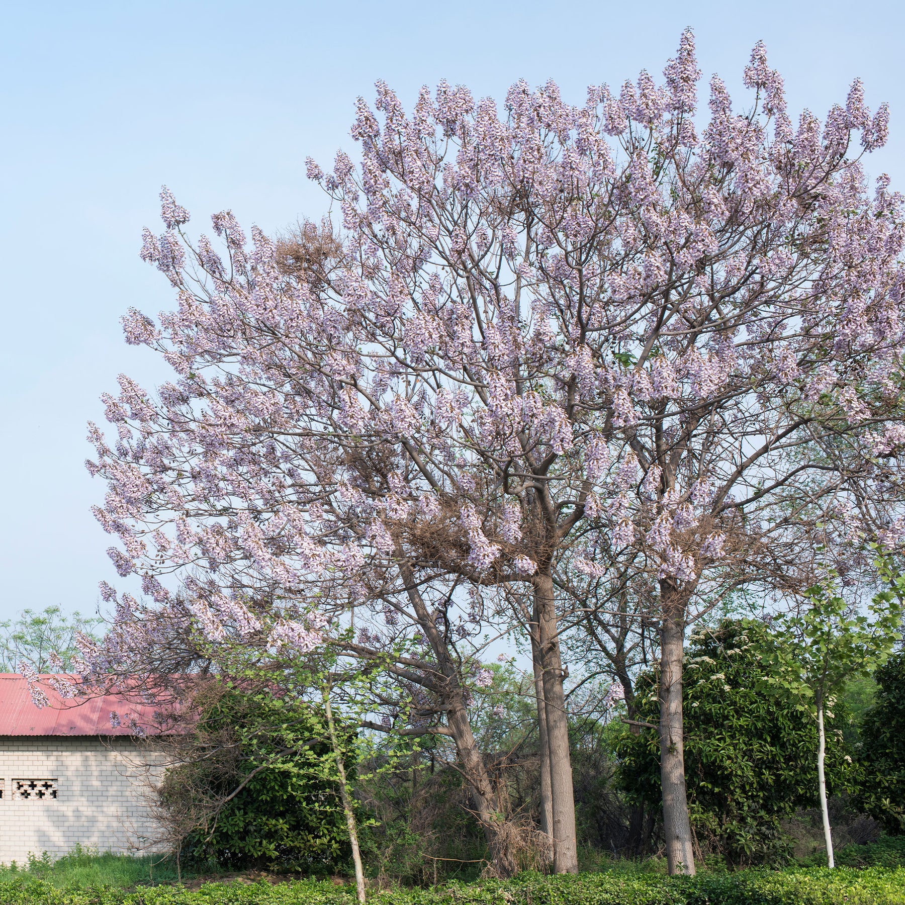 Keizerboom - Paulownia tomentosa - Willemse
