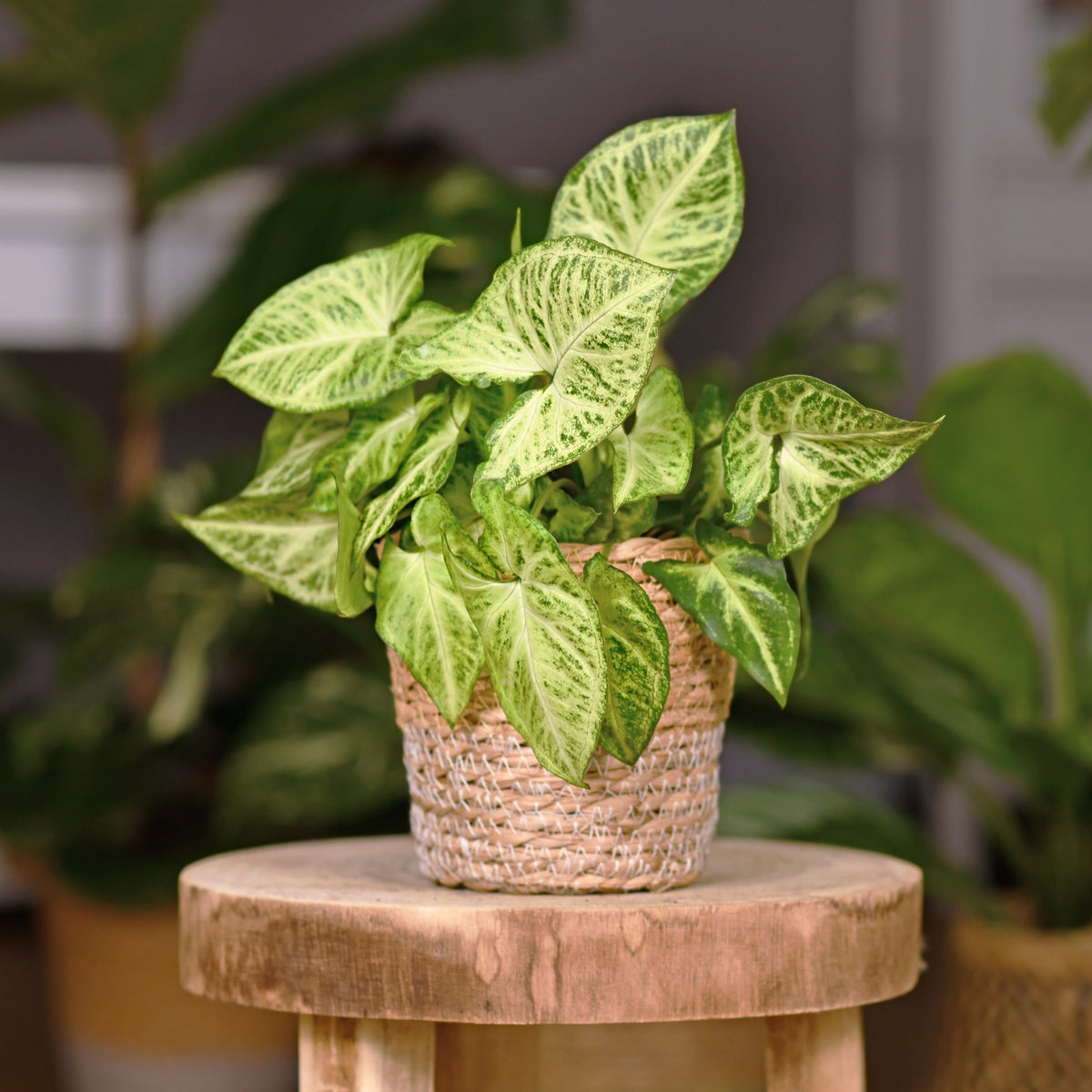 Bonte syngonium - Syngonium podophyllum arrow - Willemse