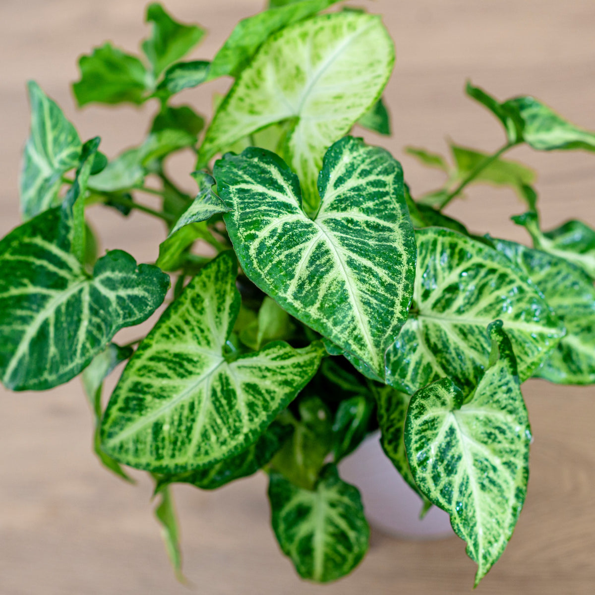 Bonte syngonium - Willemse