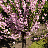 Prunus triloba - Amandelboompje - Kleine bomen