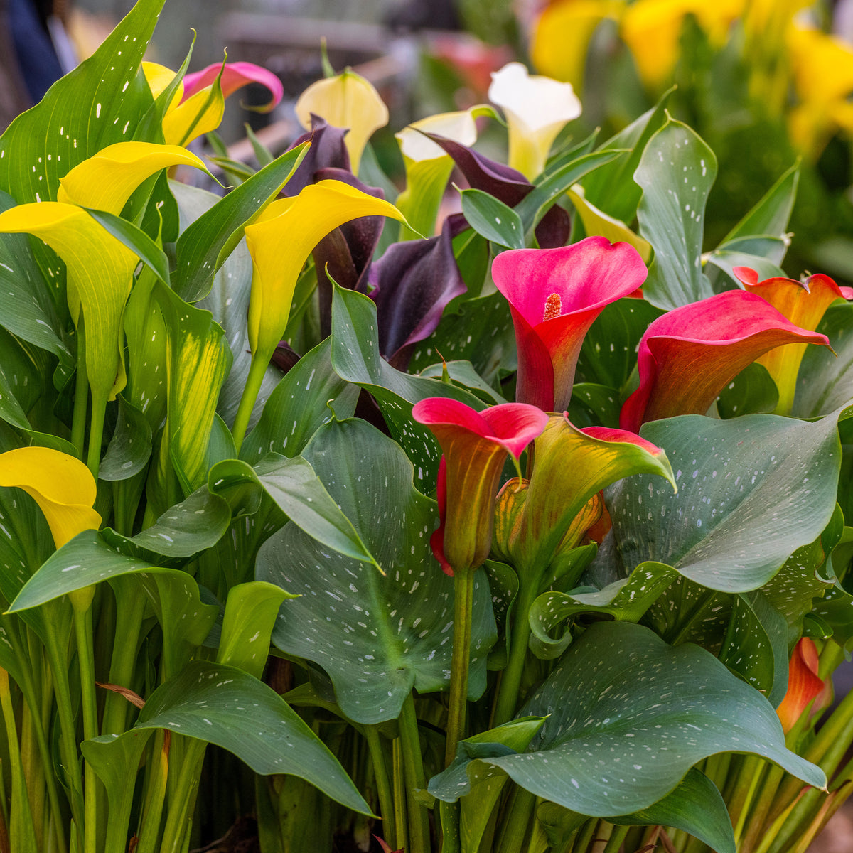 Zantedeschia - Calla Mix - roze + geel + paars (x3) - Aronskelk