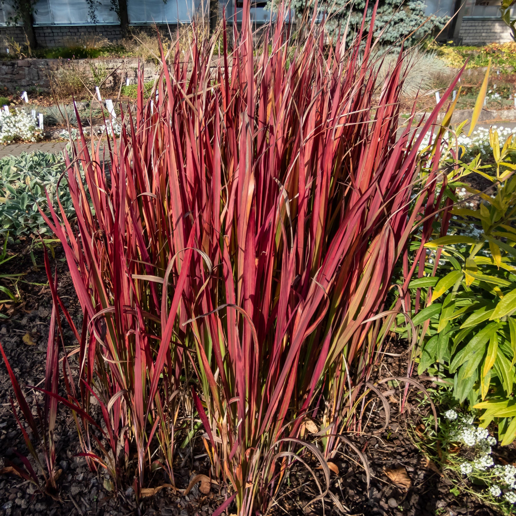Verkoop Collectie vaste planten met uniek blad (x7)