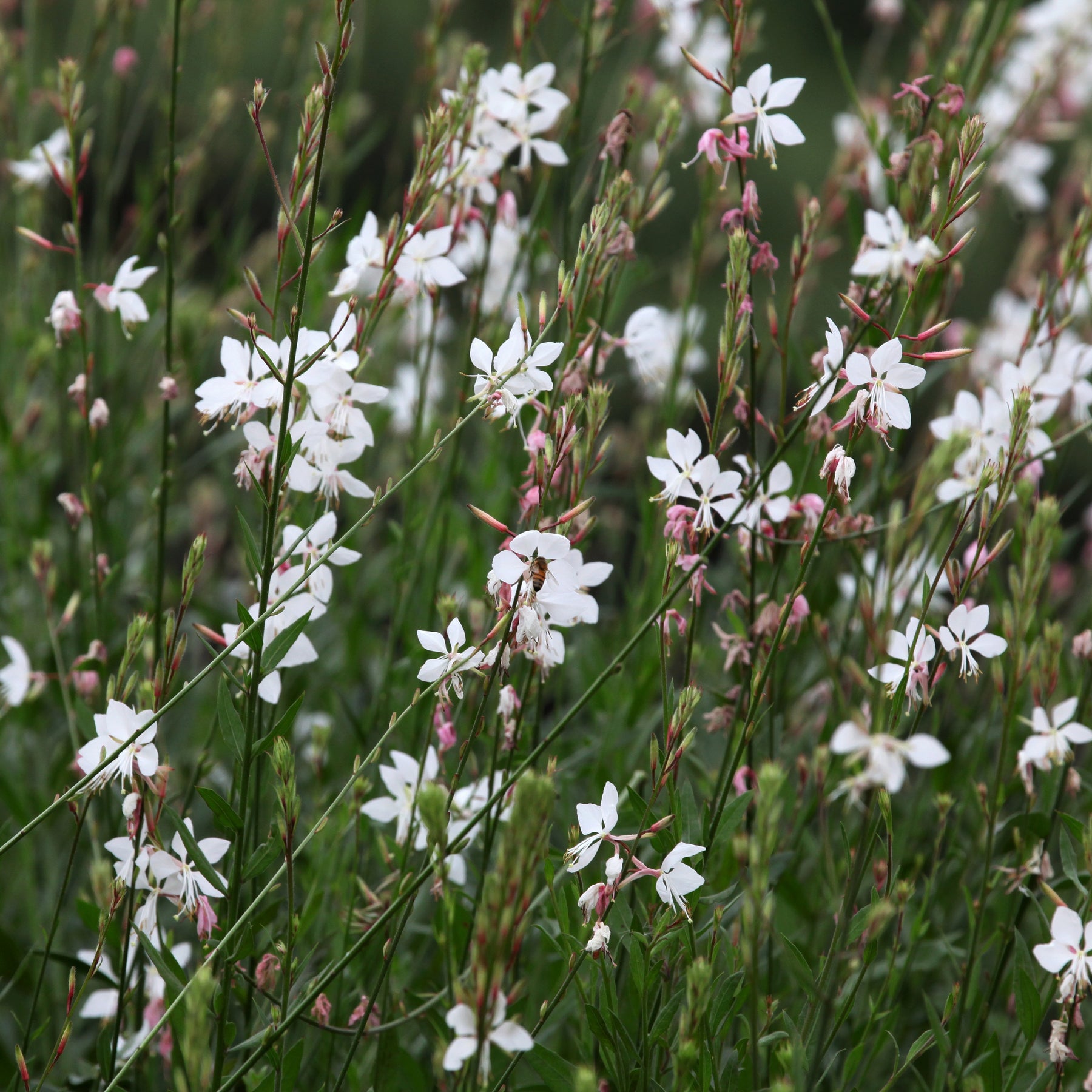 Vaste planten - Collectie vaste planten met uniek blad (x7) - Carex  oshimensis Evergreen, Sedum Blue Pearl, Imperata cylindrica Red Baron, Gaura lindheimeri Whirling Butterflies