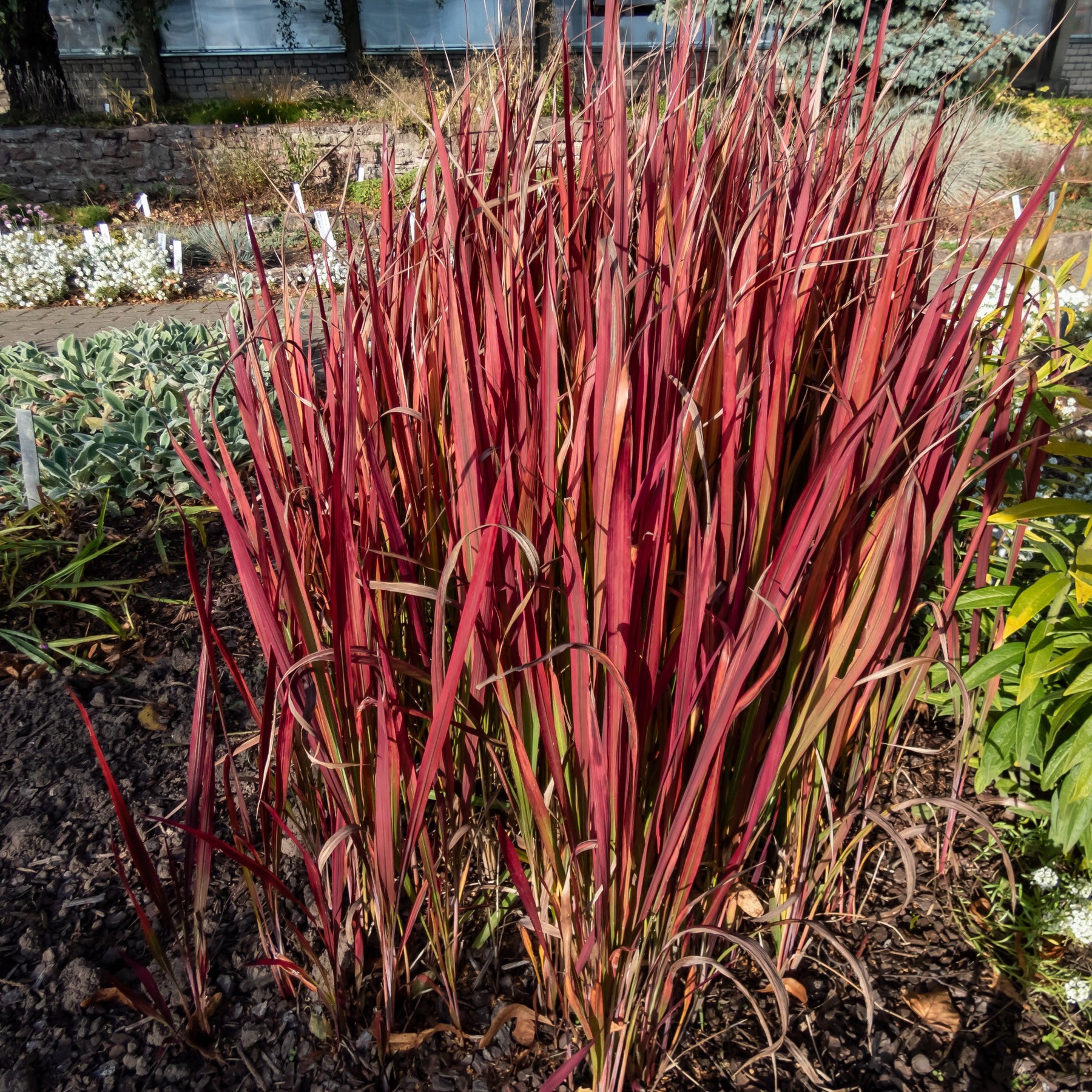 Imperata cylindrica Red Baron, Carex oshimensis Evergreen, Festuca glauca - Siergras Mix (x3) - Vaste planten