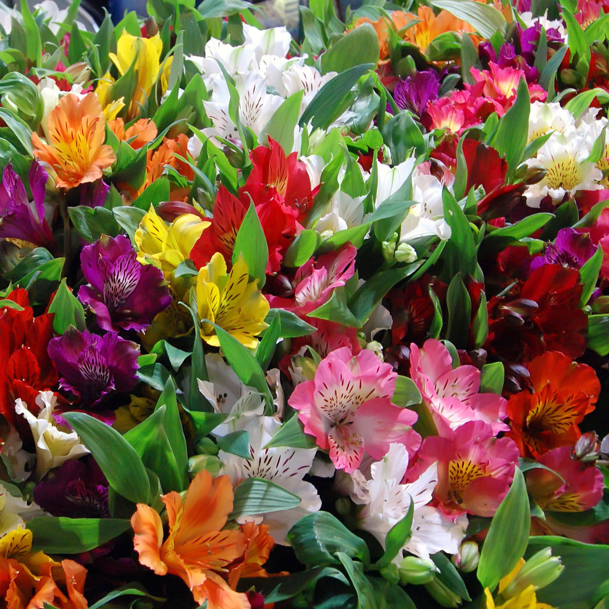 Incalelie (x3) - Willemse