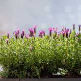 Kuiflavendel 'The Princess ® Lavender' - Lavandula stoechas the princess ® lavender 'ib910- - Willemse