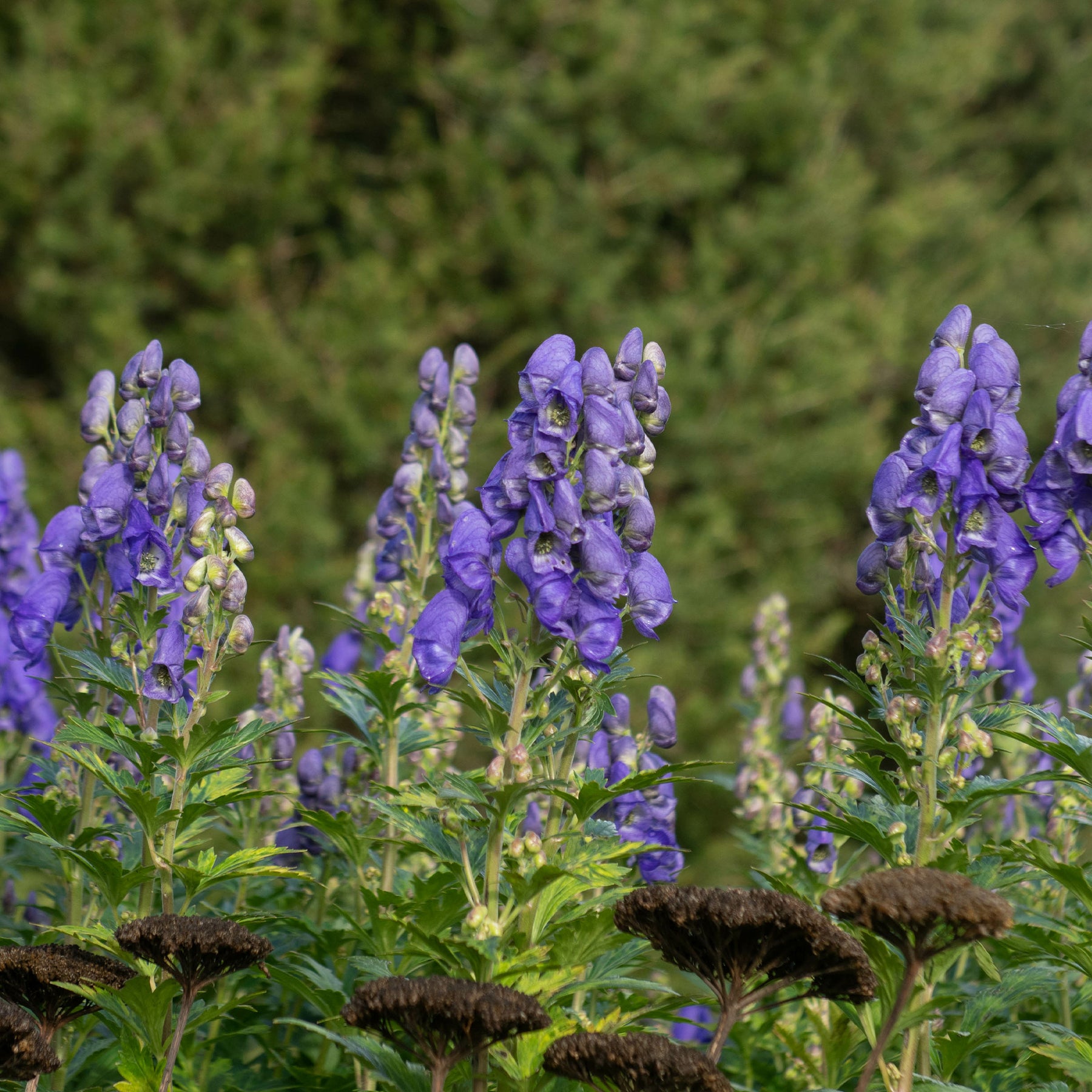 Vaste planten - Makkelijke vaste planten borderpakket - ca. 1,5 m² - Achillea filipendula, Sidalcea Rosanna, Aconitum arendsii, Astilbe, Lencanthemum superbum Silver Princess, Alchemilla Mollis, Gaillarda Kobold, Dianthus plumarius Fortuna