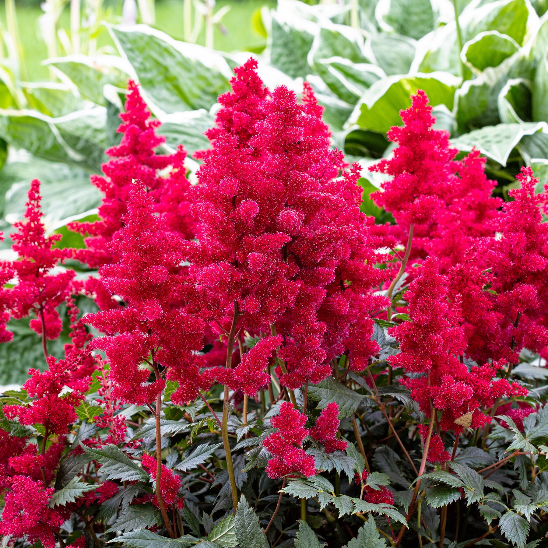 Verkoop Makkelijke vaste planten borderpakket - ca. 1,5 m²