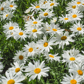 Makkelijke vaste planten borderpakket - ca. 1,5 m² - Vaste planten - Willemse