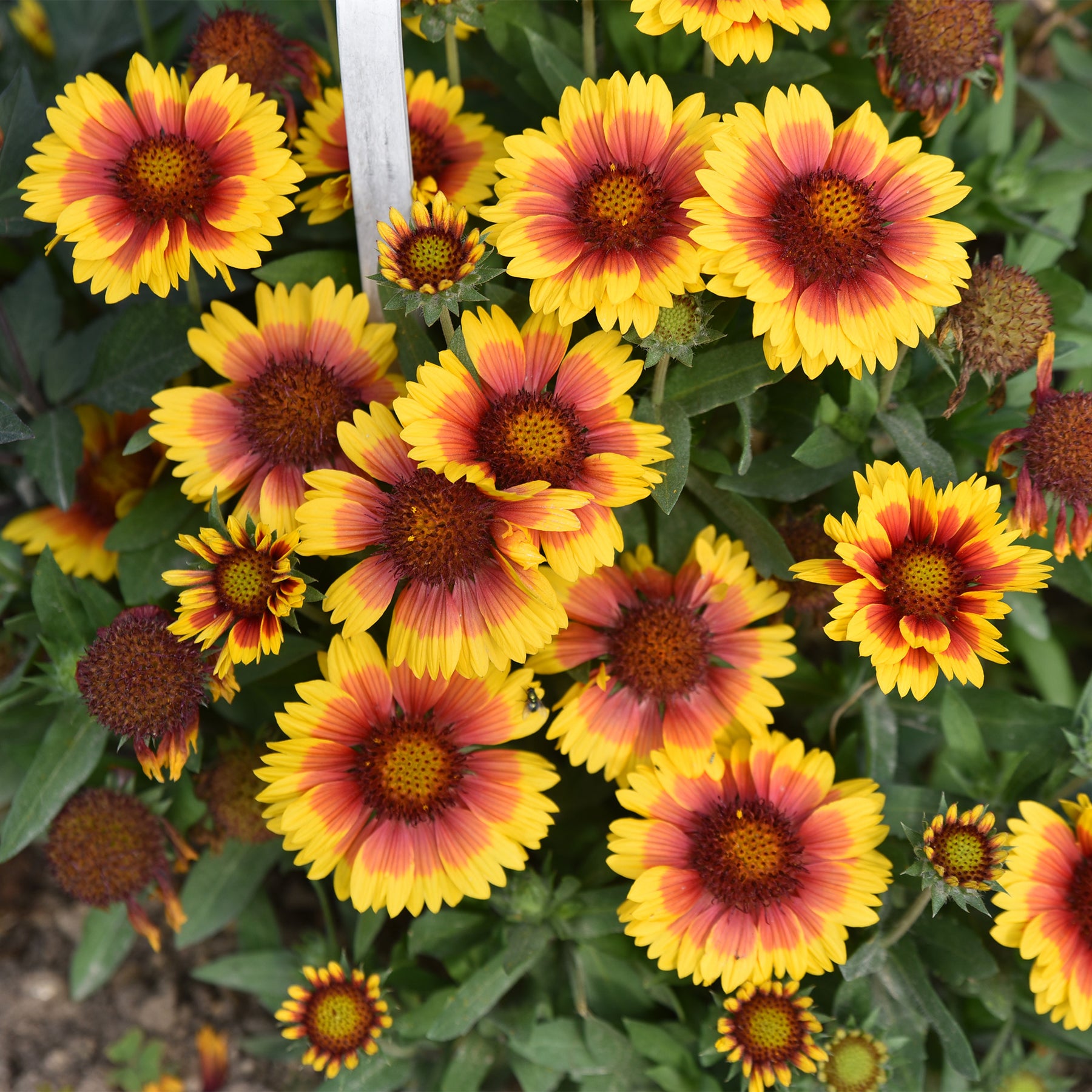 Verkoop Achillea filipendula, Sidalcea Rosanna, Aconitum arendsii, Astilbe, Lencanthemum superbum Silver Princess, Alchemilla Mollis, Gaillarda Kobold, Dianthus plumarius Fortuna - Makkelijke vaste planten borderpakket - ca. 1,5 m²