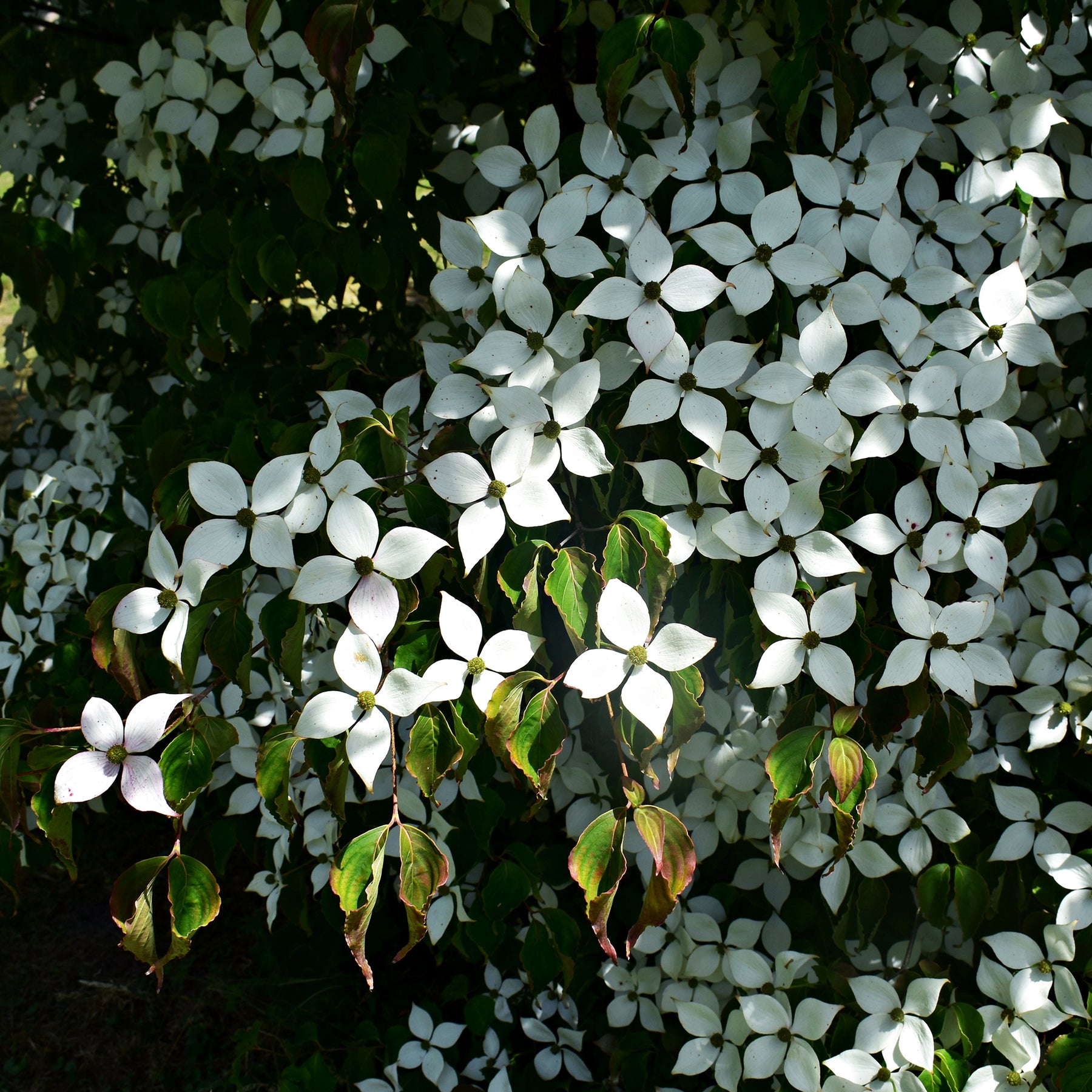 Japanse kornoelje - Cornus kousa - Willemse