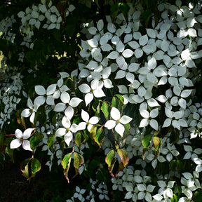 Japanse kornoelje - Cornus kousa - Willemse
