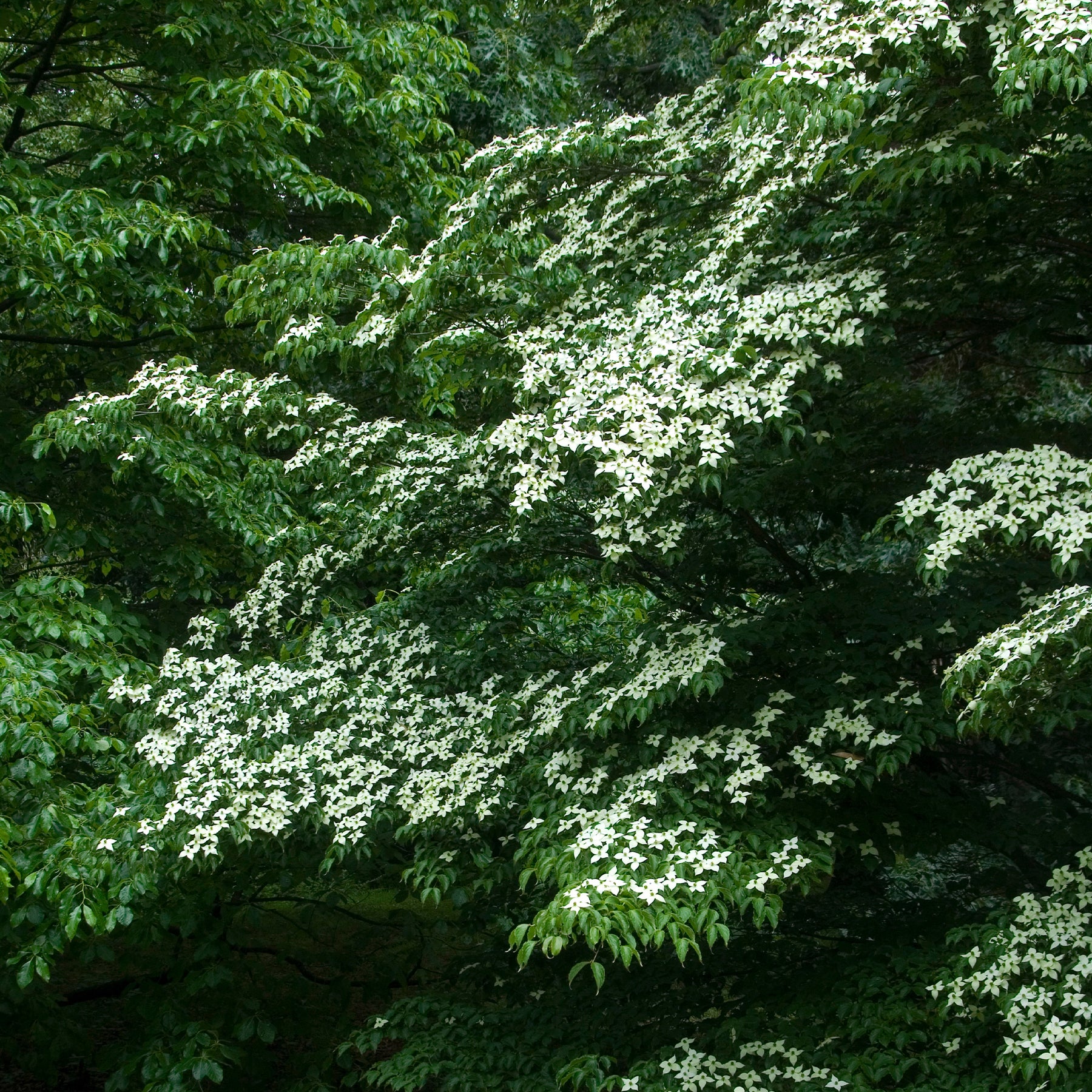 Cornus kousa - Japanse kornoelje - Heesters