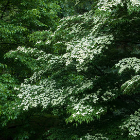 Cornus kousa - Japanse kornoelje - Heesters
