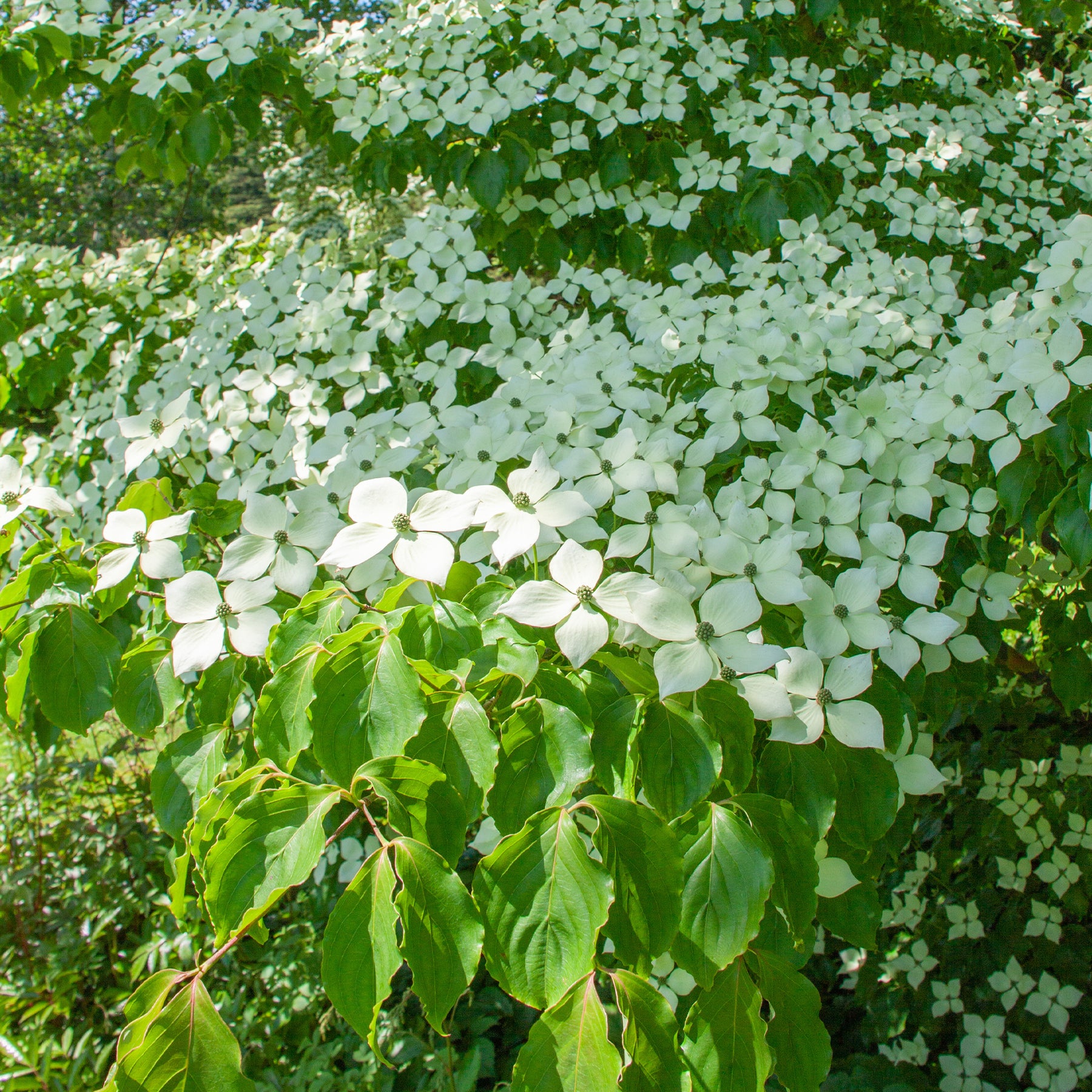 Verkoop Japanse kornoelje - Cornus kousa