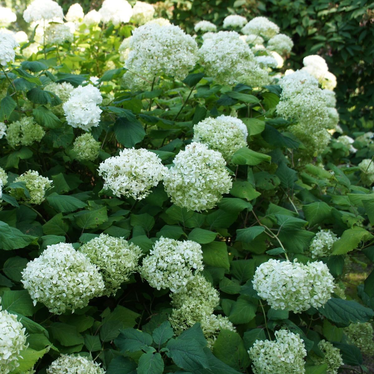 Sneeuwbalhortensia 'Annabelle' - Hydrangea arborescens Annabelle - Willemse