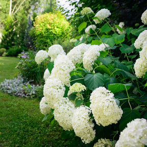 Sneeuwbalhortensia 'Annabelle' - Willemse