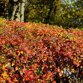 Glanzende dwergmispel - Willemse